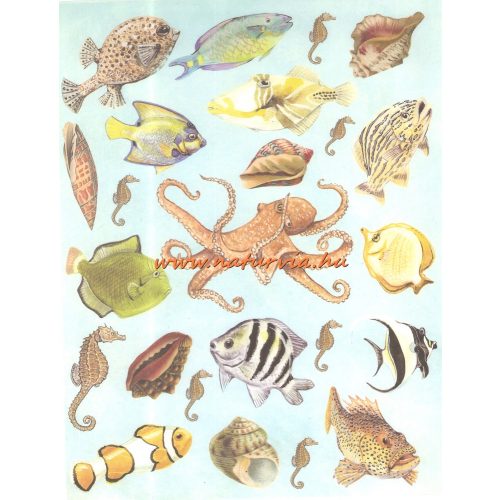 decoupage (dekupázs) papír, soft, 24*30 cm halak, csigák, kagylók 02