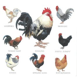 szalvéta ÁLLAT, kakas és tyúk 02.