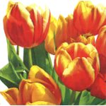 szalvéta VIRÁG, VIRÁG 05 - TULIPÁN 09 - UTOLSÓ DARAB!!!