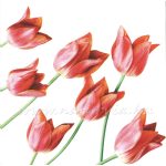 szalvéta VIRÁG, TULIPÁN 04