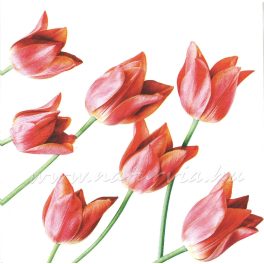 szalvéta VIRÁG, TULIPÁN 04
