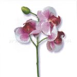 szalvéta VIRÁG, ORCHIDEA 02.