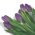 szalvéta VIRÁG, TULIPÁN 10 - UTOLSÓ DARAB!!!