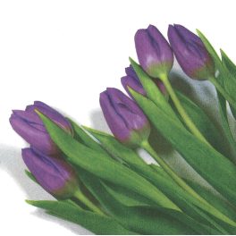 szalvéta VIRÁG, TULIPÁN 10 - UTOLSÓ DARAB!!!