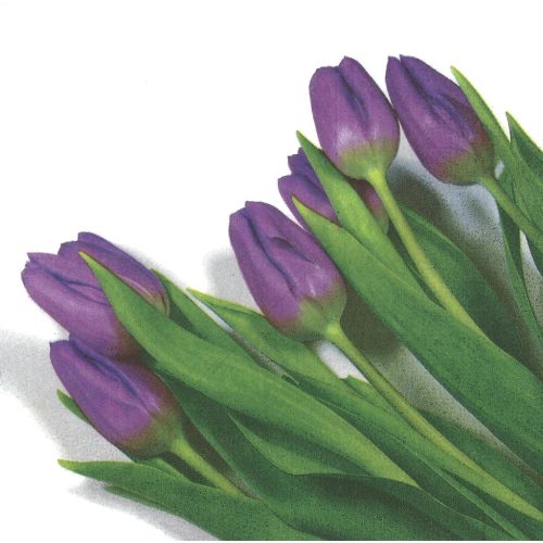 szalvéta VIRÁG, TULIPÁN 10 - UTOLSÓ DARAB!!!