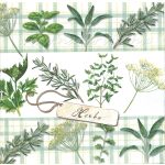 Szalvéta FŰSZERNÖVÉNYEK 03.