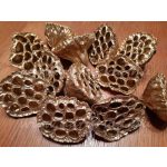 Szárított növény, LÓTUSZ VIRÁG (festett) ARANY színű (5-8 cm) DARABRA!