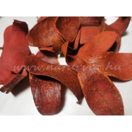   Szárított növény, KOBRA FEJ / KOBRAFEJ (festett) TERRAKOTTA színű (10-12 db / csomag)